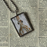 Jellyfish, squid - vintage natural history illustration up-cycled to soldered glass pendant