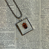 Beetles, vintage 1940s vintage field guide illustrations, up-cycled to soldered glass pendant
