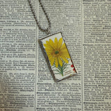 Adonis aestivalis, Adonis vernalis, Pheasant's eye, botanical illustrations, up-cycled to soldered glass pendant