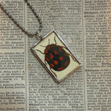 Ladybug, Beetles, vintage natural history illustrations, up-cycled to soldered glass pendant