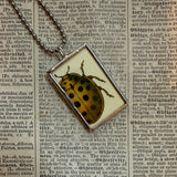 Ladybug, Beetles, vintage natural history illustrations, up-cycled to soldered glass pendant