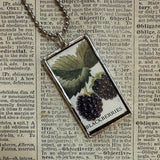 Blackberries, Currants, fruits, vintage 1940s vintage field guide illustrations, up-cycled to soldered glass pendant