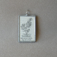 Mistletoe plant, vintage botanical dictionary illustration, upcycled to soldered glass pendant