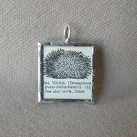 Sea urchin, vintage 1940s dictionary illustration, up-cycled to hand soldered glass pendant