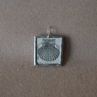 Scallop, vintage 1940s dictionary illustration, up-cycled to hand soldered glass pendant