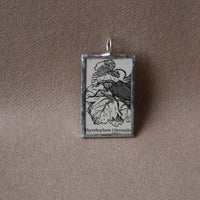 Rhynchophora beetle, vintage dictionary illustration, up-cycled to soldered glass pendant