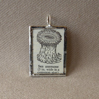 Sea anemone, vintage 1940s dictionary illustration, up-cycled to hand soldered glass pendant