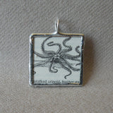Crinoid, Starfish, sea star, brittle star, vintage 1930s - 40s dictionary illustration, up-cycled to hand soldered glass pendant