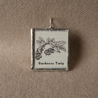 Barberry Twig, plant, vintage botanical dictionary illustration, up-cycled to soldered glass pendant