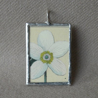 White anemone flower, vintage botanical illustration, upcycled to soldered glass pendant