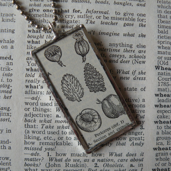 Pericarp fruits, seed pods, peach pit, vintage botanical dictionary illustration, upcycled to soldered glass pendant