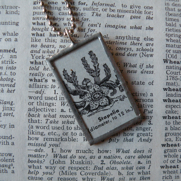 Stapelia cactus succulent plant, vintage botanical dictionary illustration, up-cycled to soldered glass pendant
